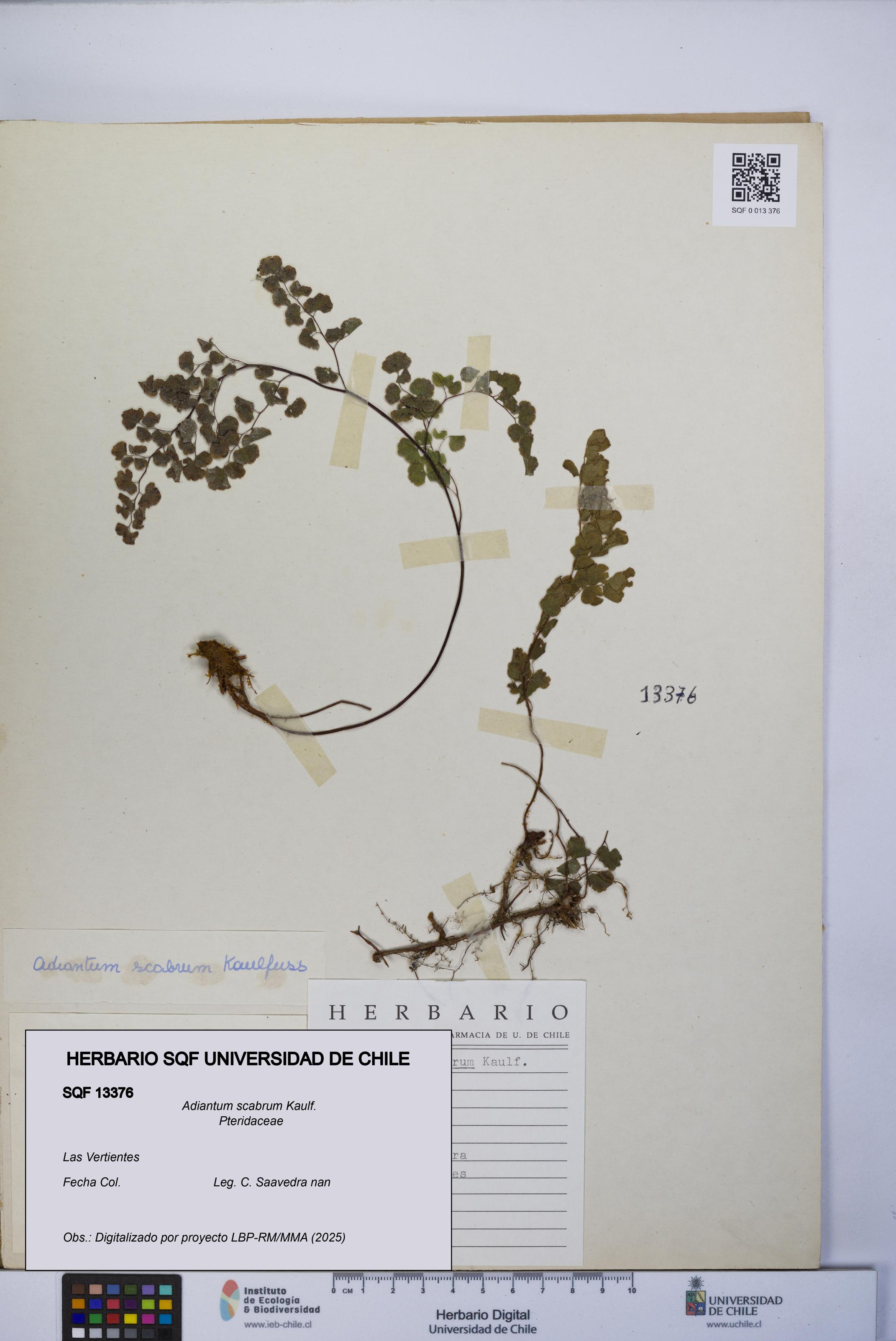 Adiantum scabrum [Espécimen: UCH:SQF:0013376]