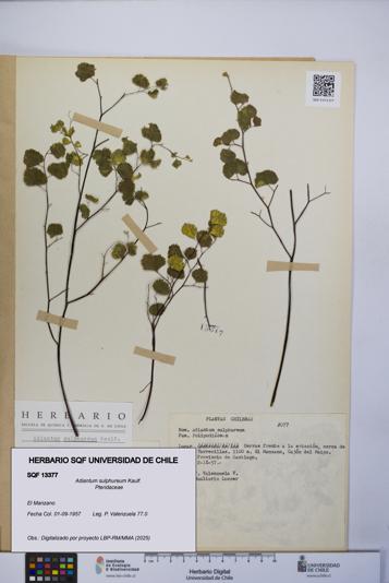 Adiantum sulphureum [Espécimen: UCH:SQF:0013377]