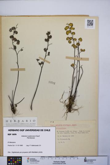 Adiantum sulphureum [Espécimen: UCH:SQF:0013378]