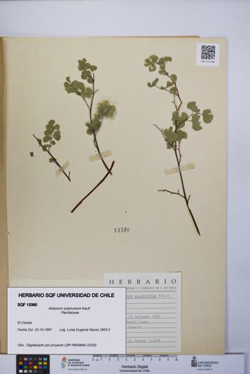 Adiantum sulphureum [Espécimen: UCH:SQF:0013380]