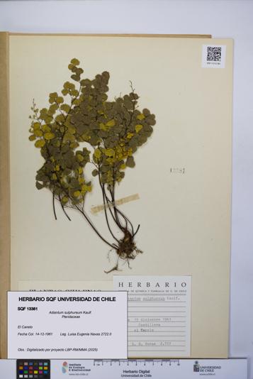 Adiantum sulphureum [Espécimen: UCH:SQF:0013381]