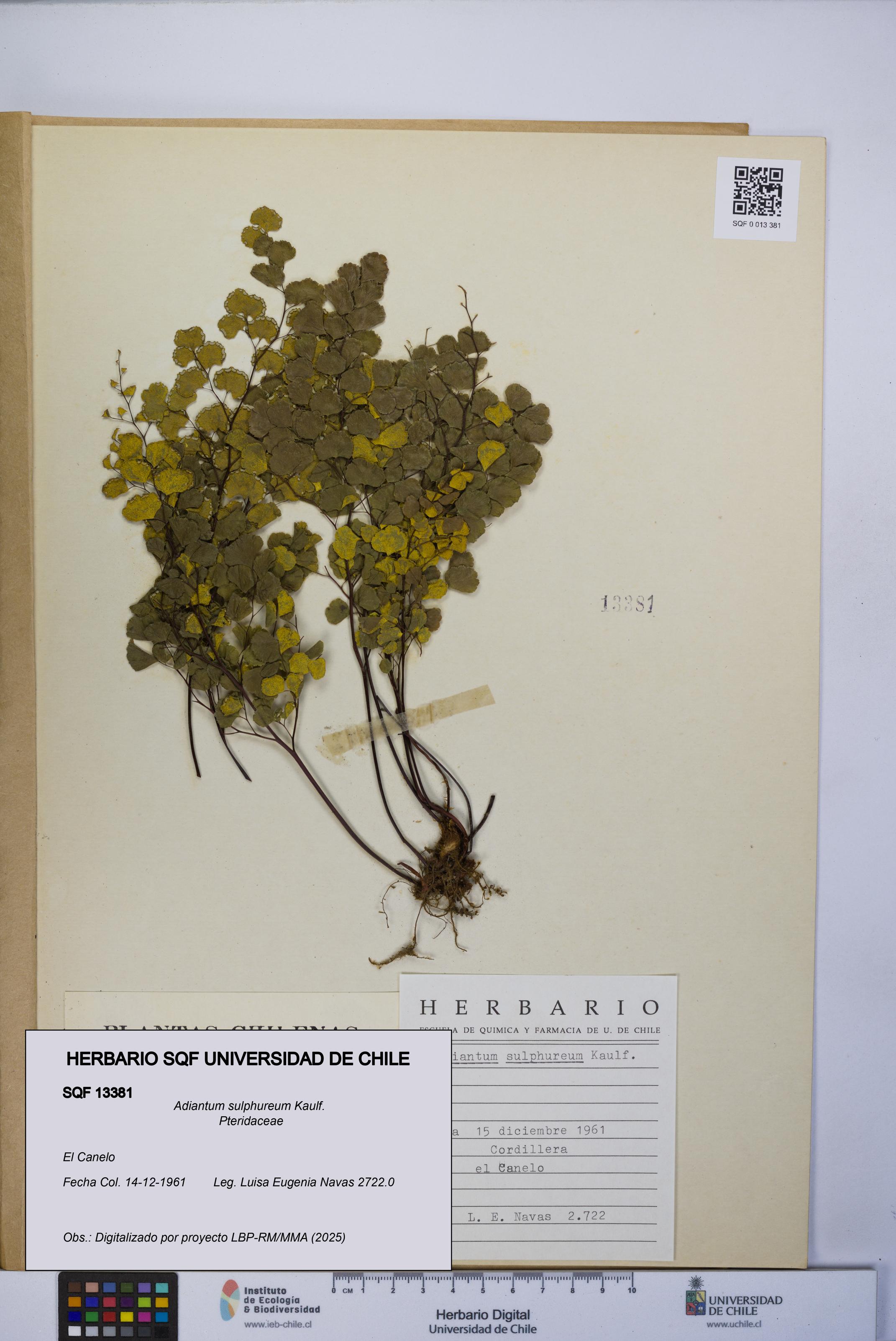 Adiantum sulphureum [Espécimen: UCH:SQF:0013381]