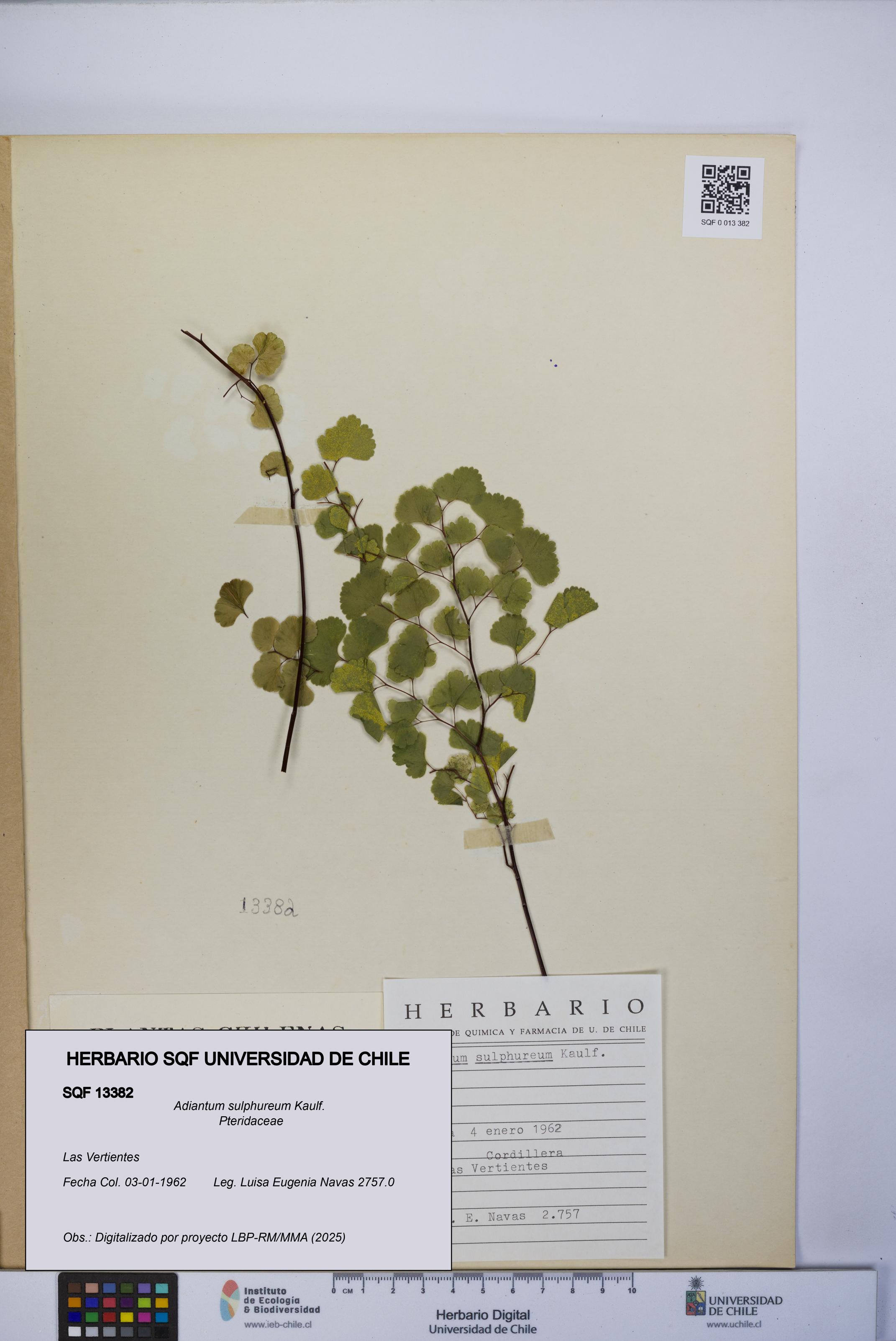 Adiantum sulphureum [Espécimen: UCH:SQF:0013382]