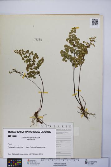 Adiantum sulphureum [Espécimen: UCH:SQF:0013383]