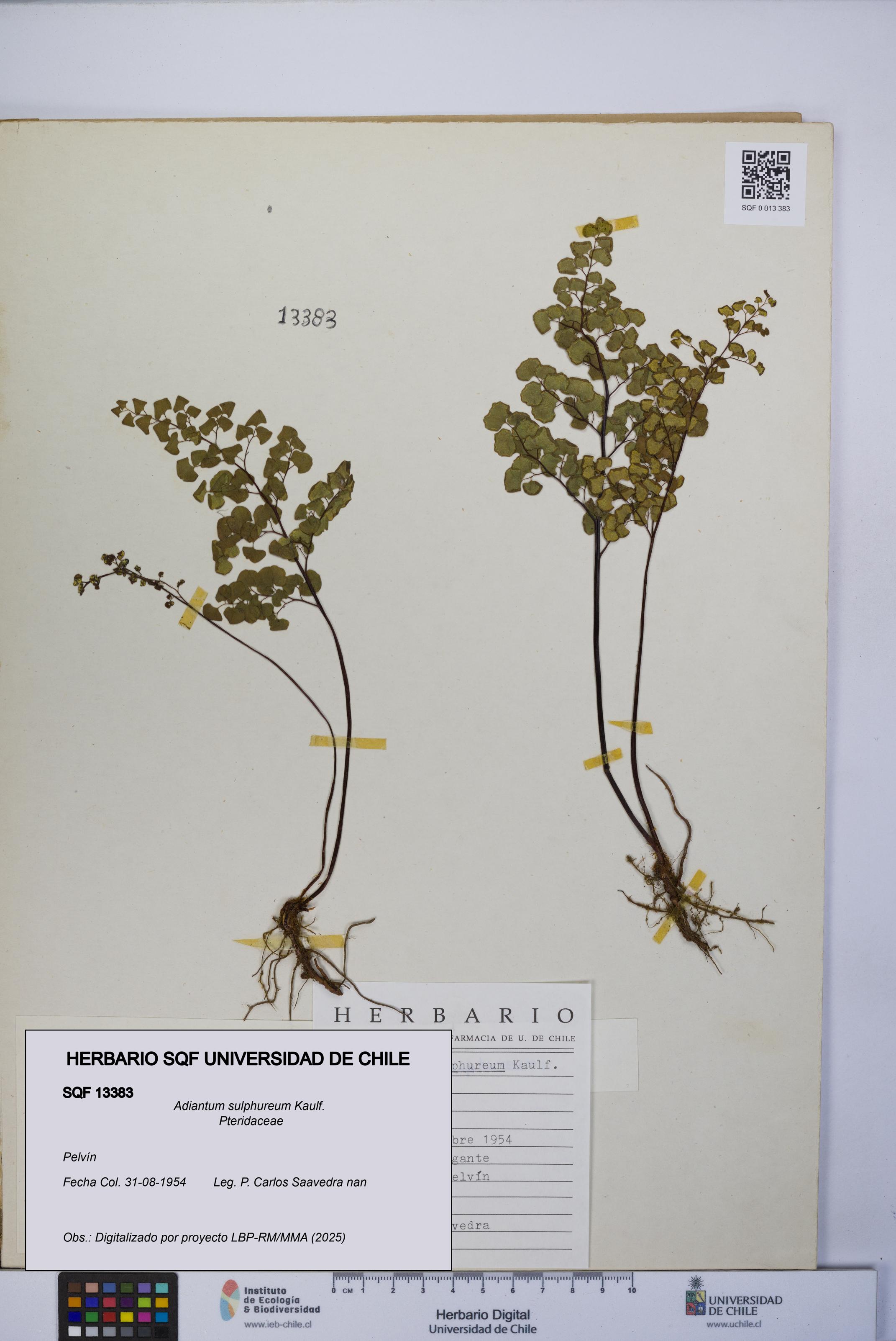 Adiantum sulphureum [Espécimen: UCH:SQF:0013383]