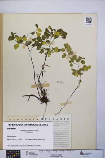 Adiantum sulphureum [Espécimen: UCH:SQF:0013384]