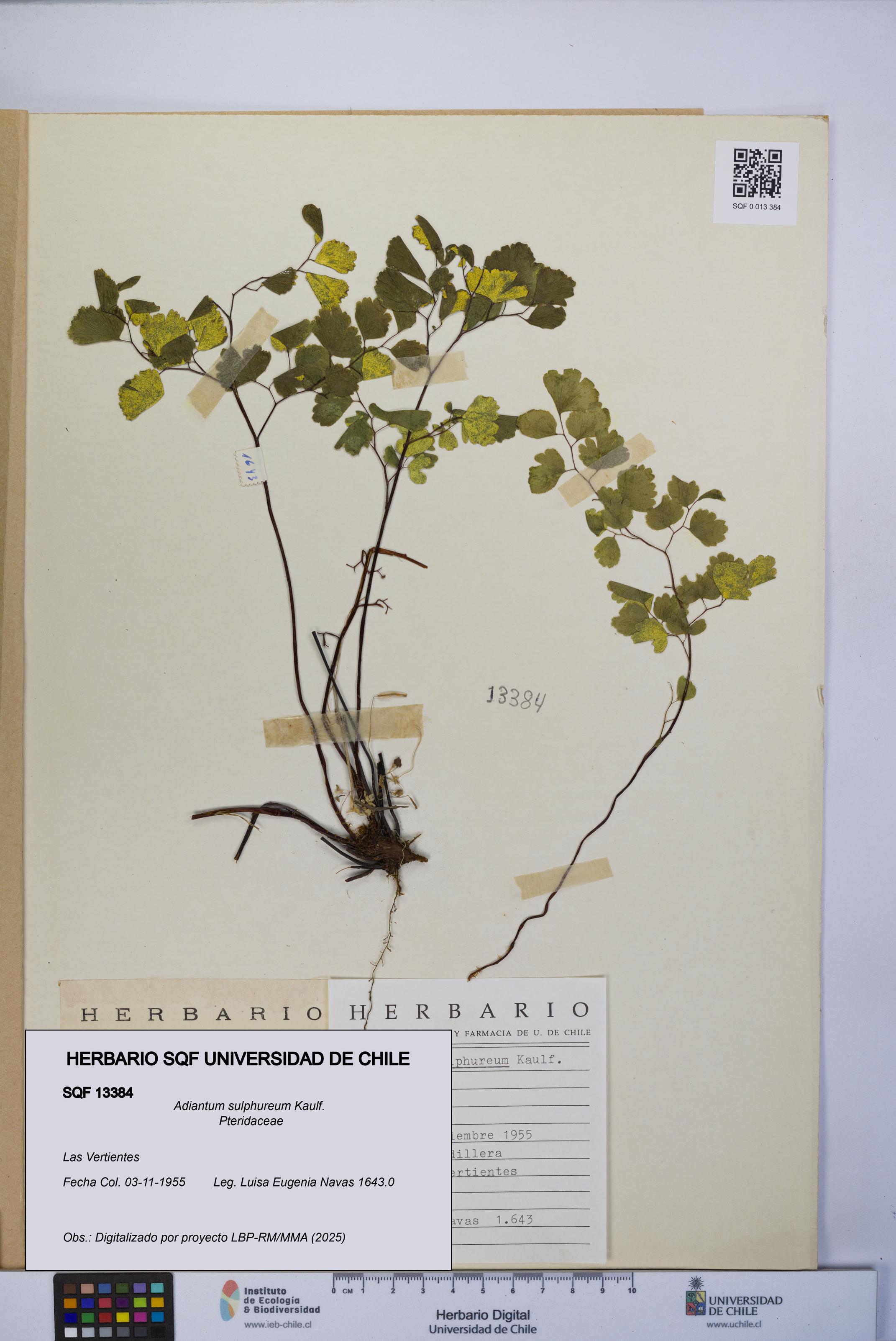 Adiantum sulphureum [Espécimen: UCH:SQF:0013384]