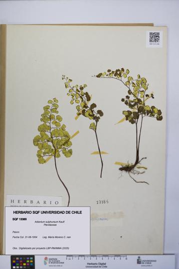 Adiantum sulphureum [Espécimen: UCH:SQF:0013385]