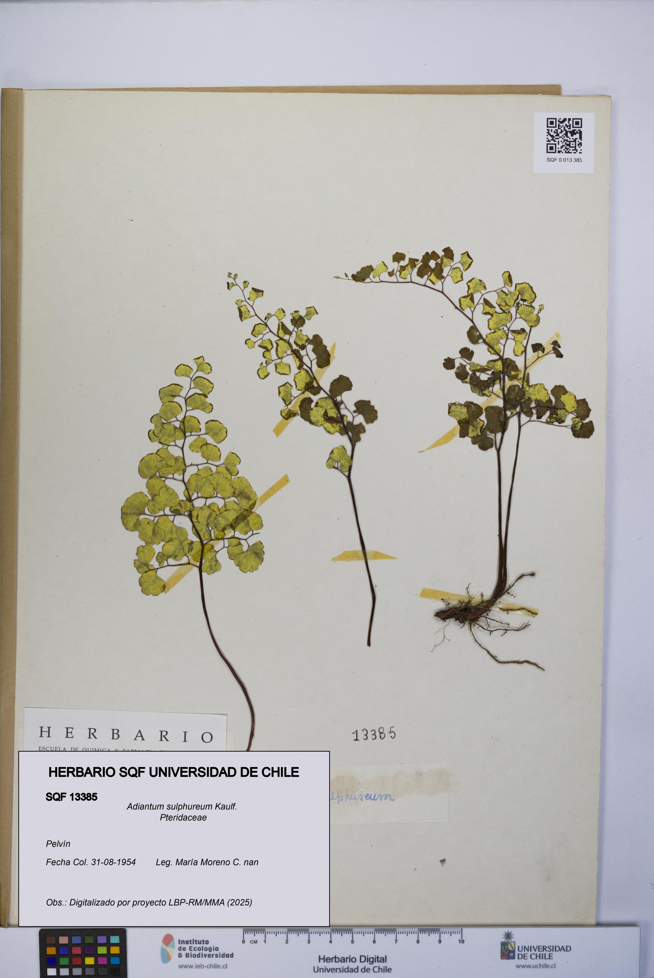 Adiantum sulphureum [Espécimen: UCH:SQF:0013385]