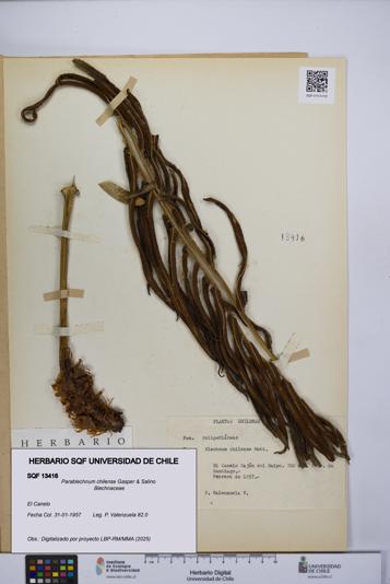 Parablechnum chilense [Espécimen: UCH:SQF:0013416]