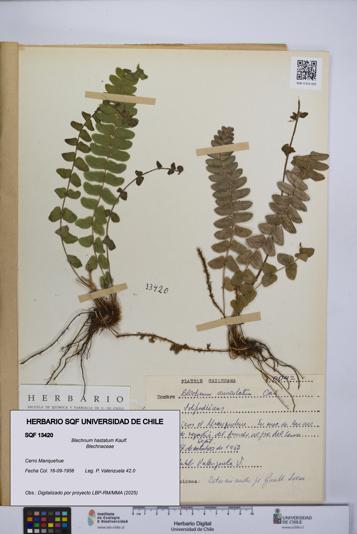 Blechnum hastatum [Espécimen: UCH:SQF:0013420]