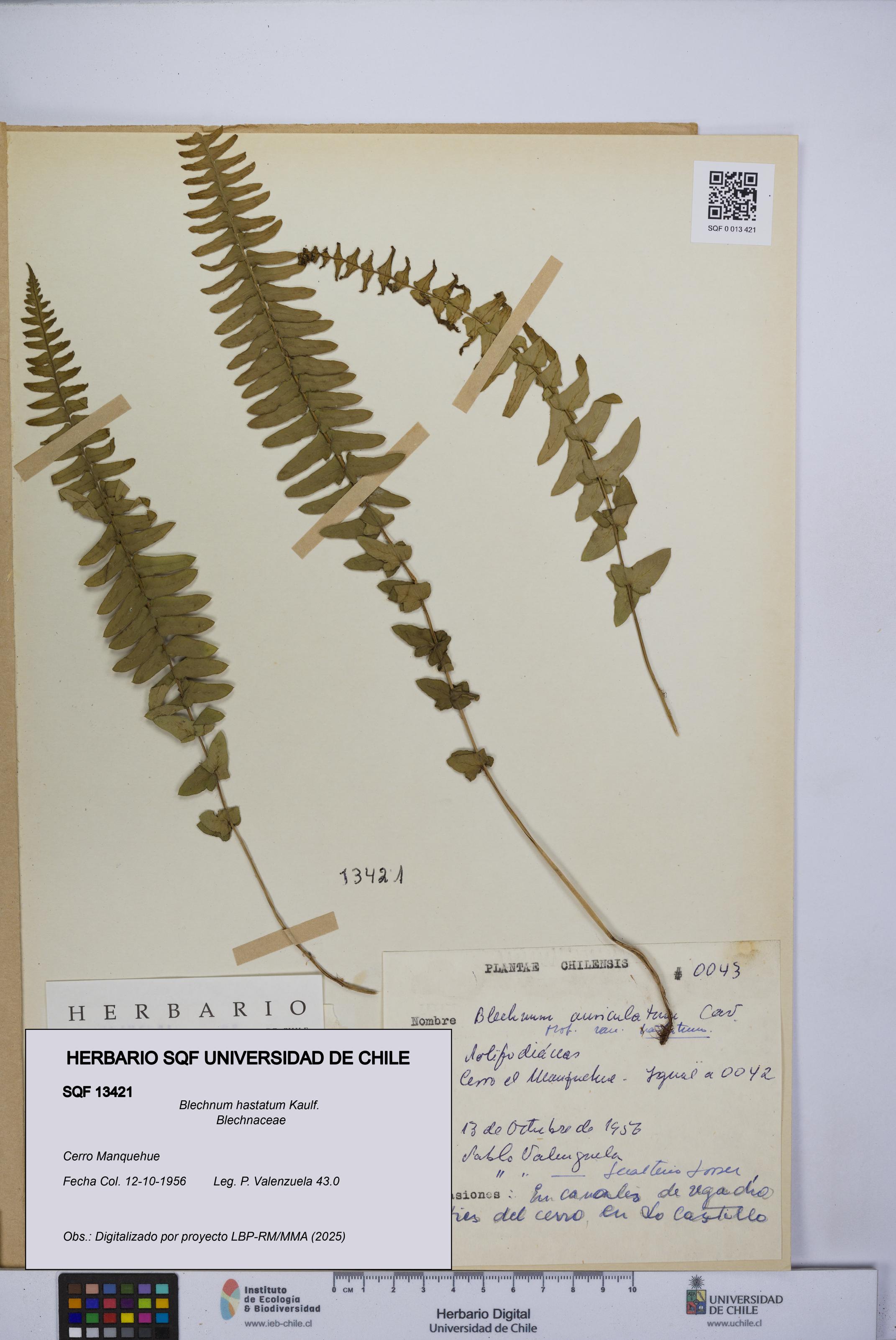 Blechnum hastatum [Espécimen: UCH:SQF:0013421]