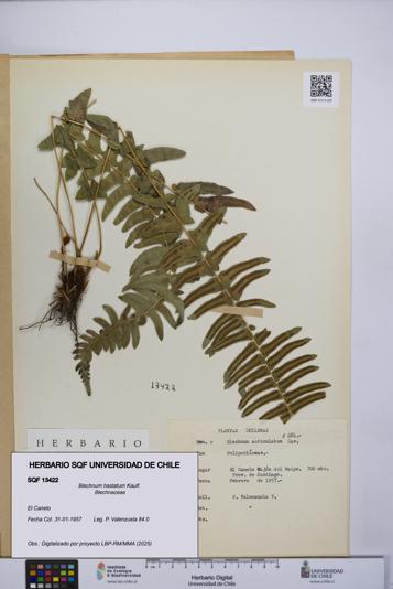 Blechnum hastatum [Espécimen: UCH:SQF:0013422]