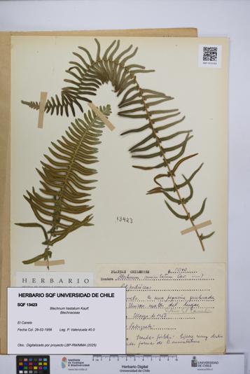 Blechnum hastatum [Espécimen: UCH:SQF:0013423]