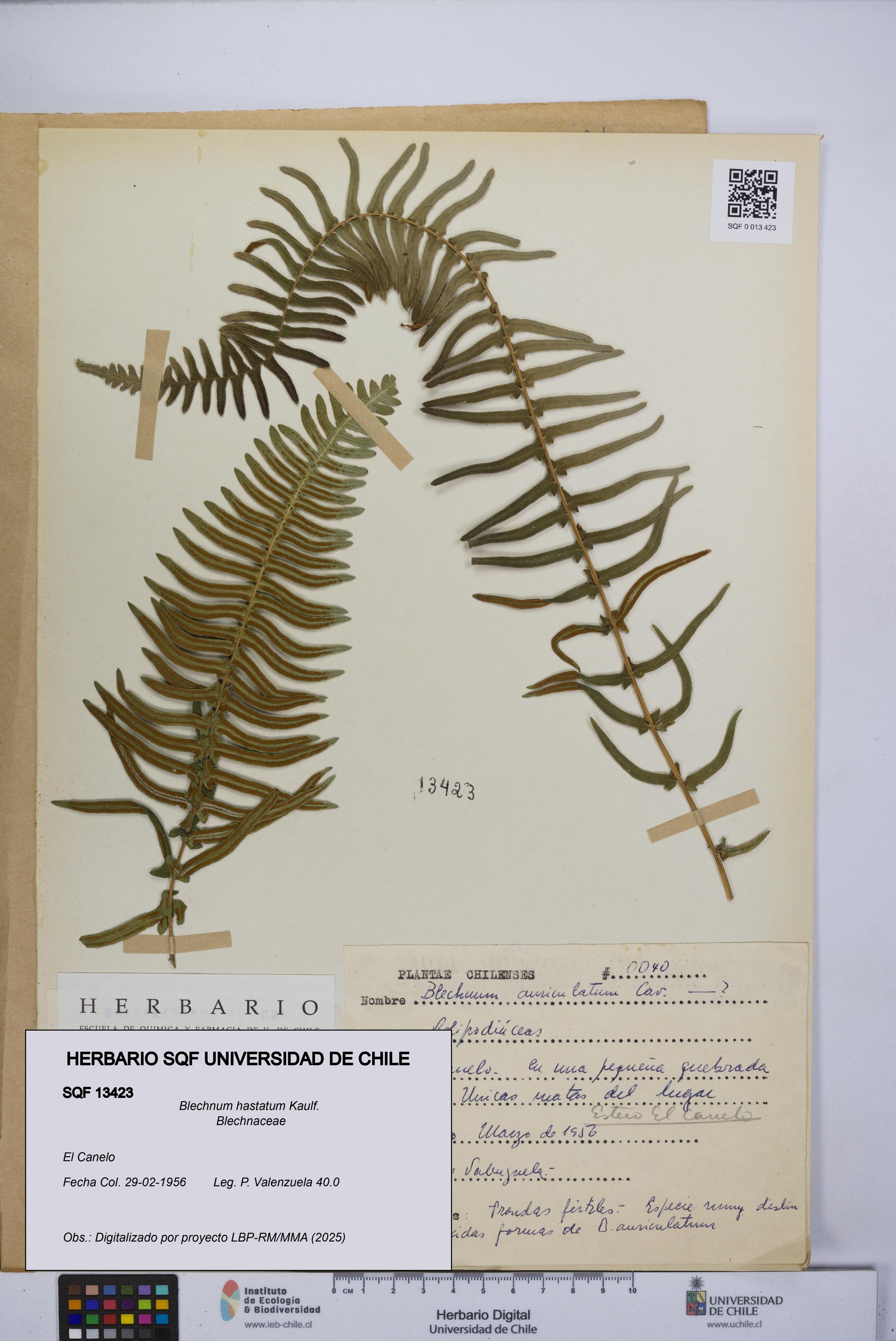 Blechnum hastatum [Espécimen: UCH:SQF:0013423]