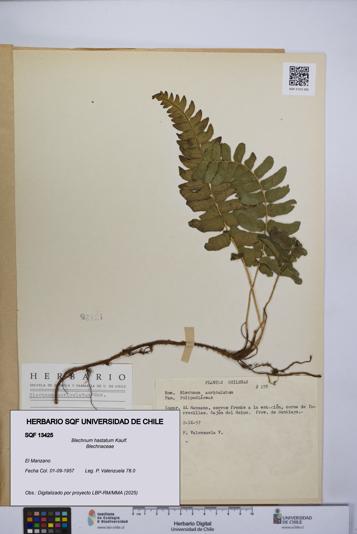 Blechnum hastatum [Espécimen: UCH:SQF:0013425]