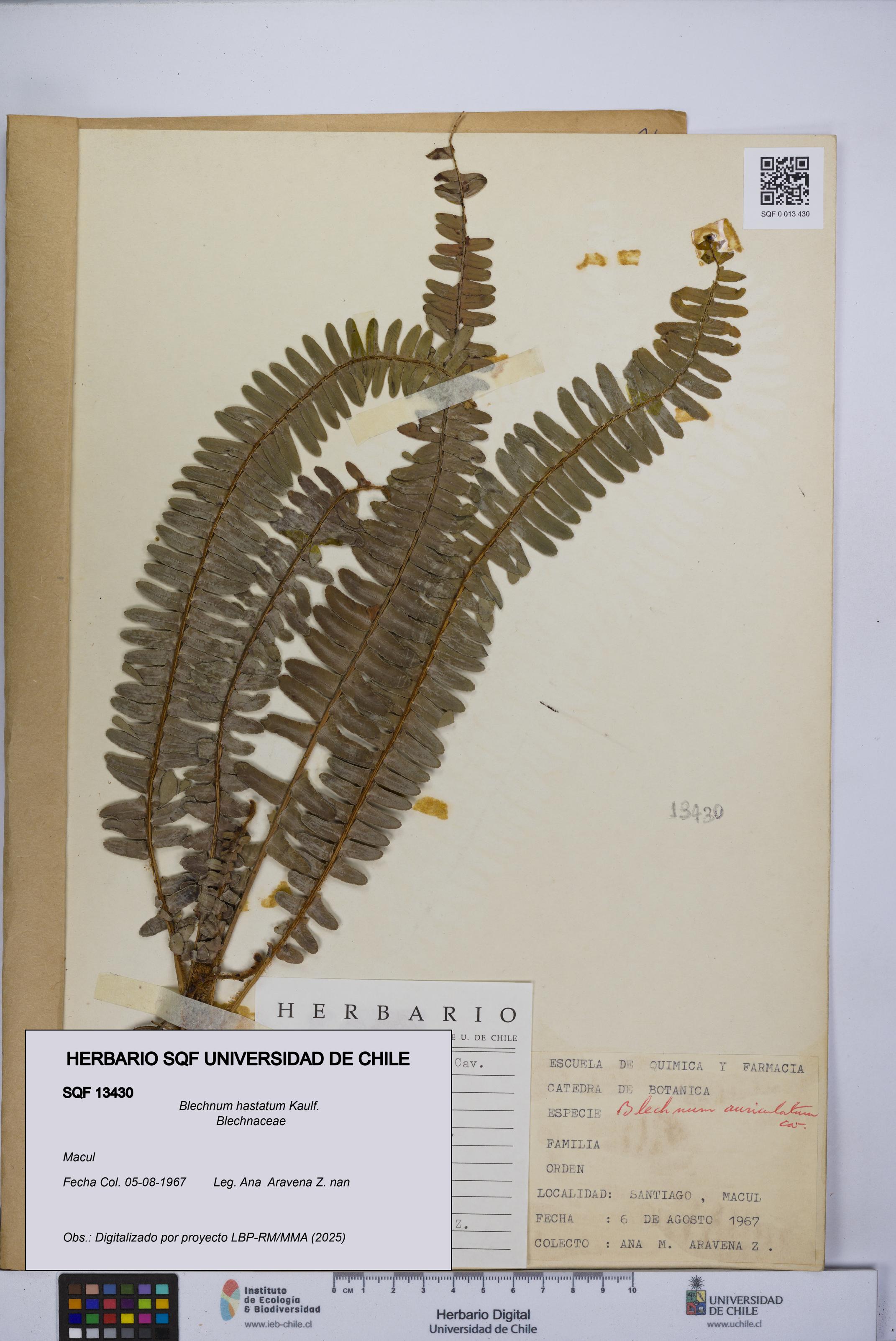 Blechnum hastatum [Espécimen: UCH:SQF:0013430]