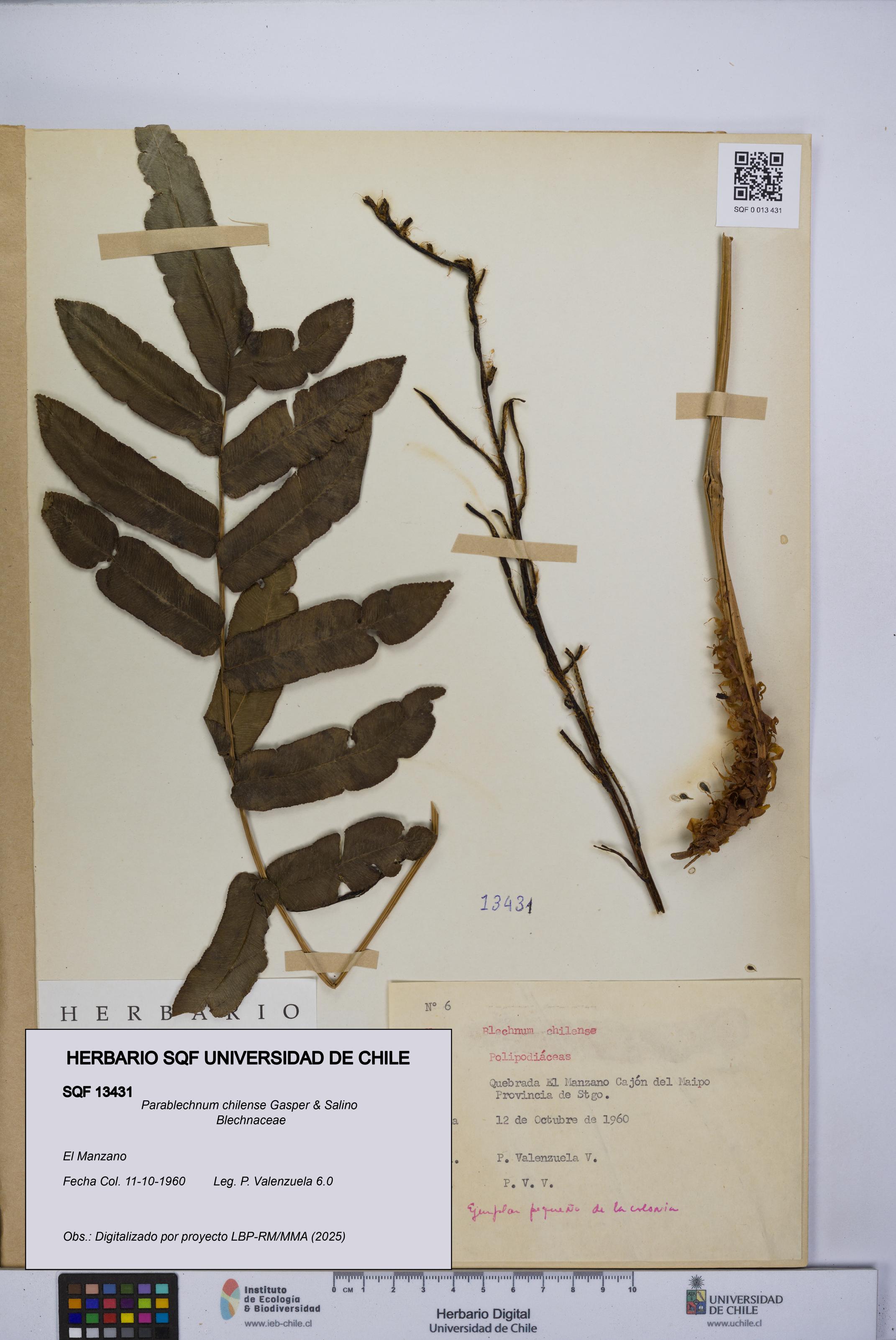 Parablechnum chilense [Espécimen: UCH:SQF:0013431]