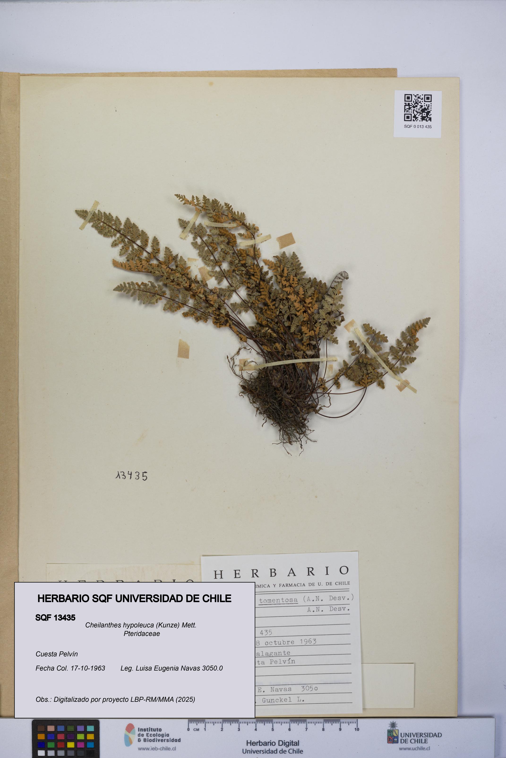 Cheilanthes hypoleuca [Espécimen: UCH:SQF:0013435]
