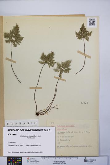 Cheilanthes glauca [Espécimen: UCH:SQF:0013465]