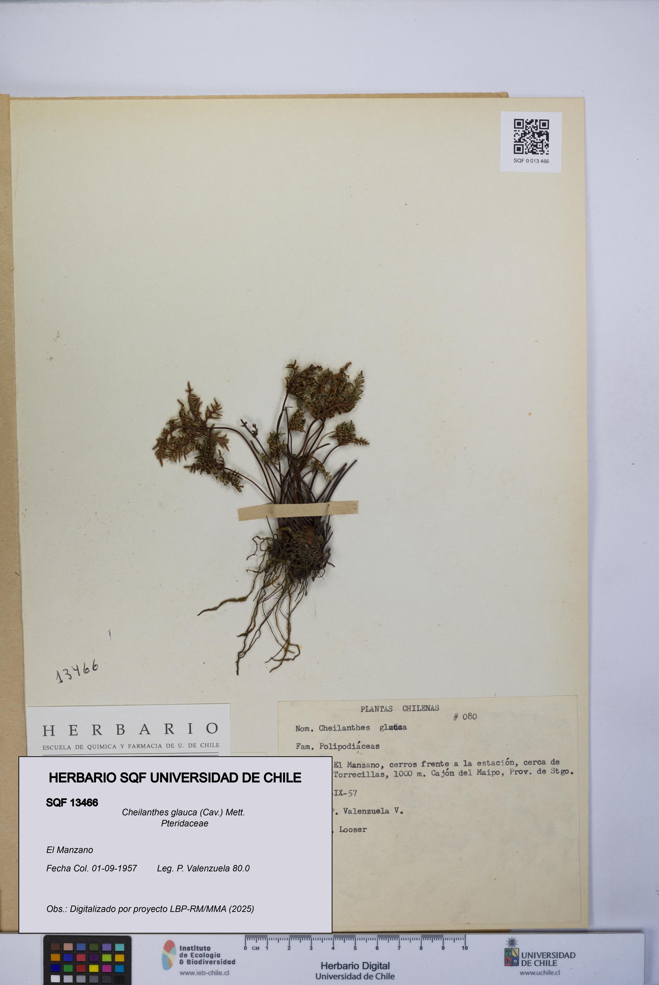 Cheilanthes glauca [Espécimen: UCH:SQF:0013466]