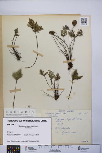 Cheilanthes glauca [Espécimen: UCH:SQF:0013467]