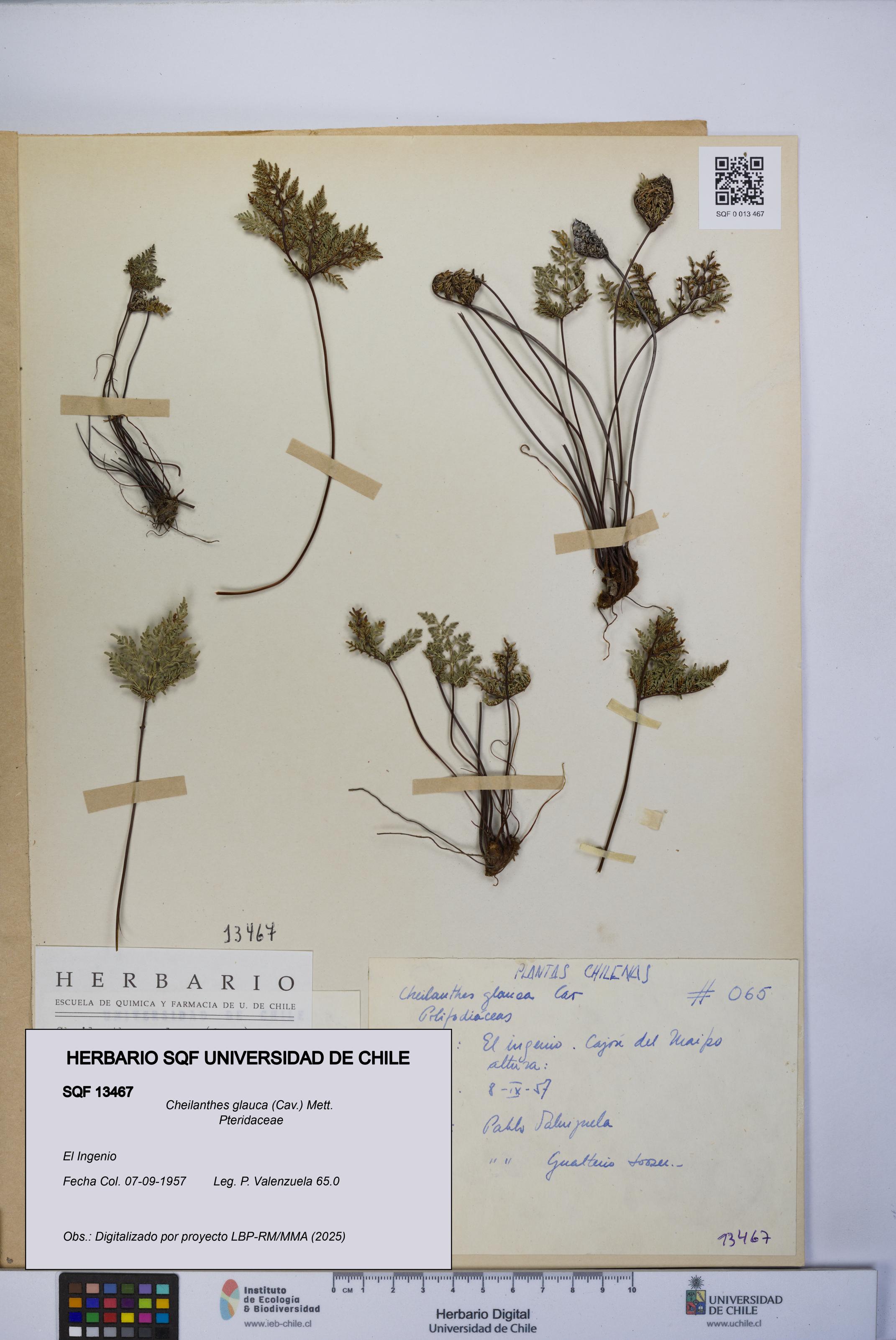 Cheilanthes glauca [Espécimen: UCH:SQF:0013467]