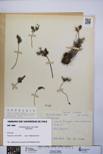 Cheilanthes glauca [Espécimen: UCH:SQF:0013468]