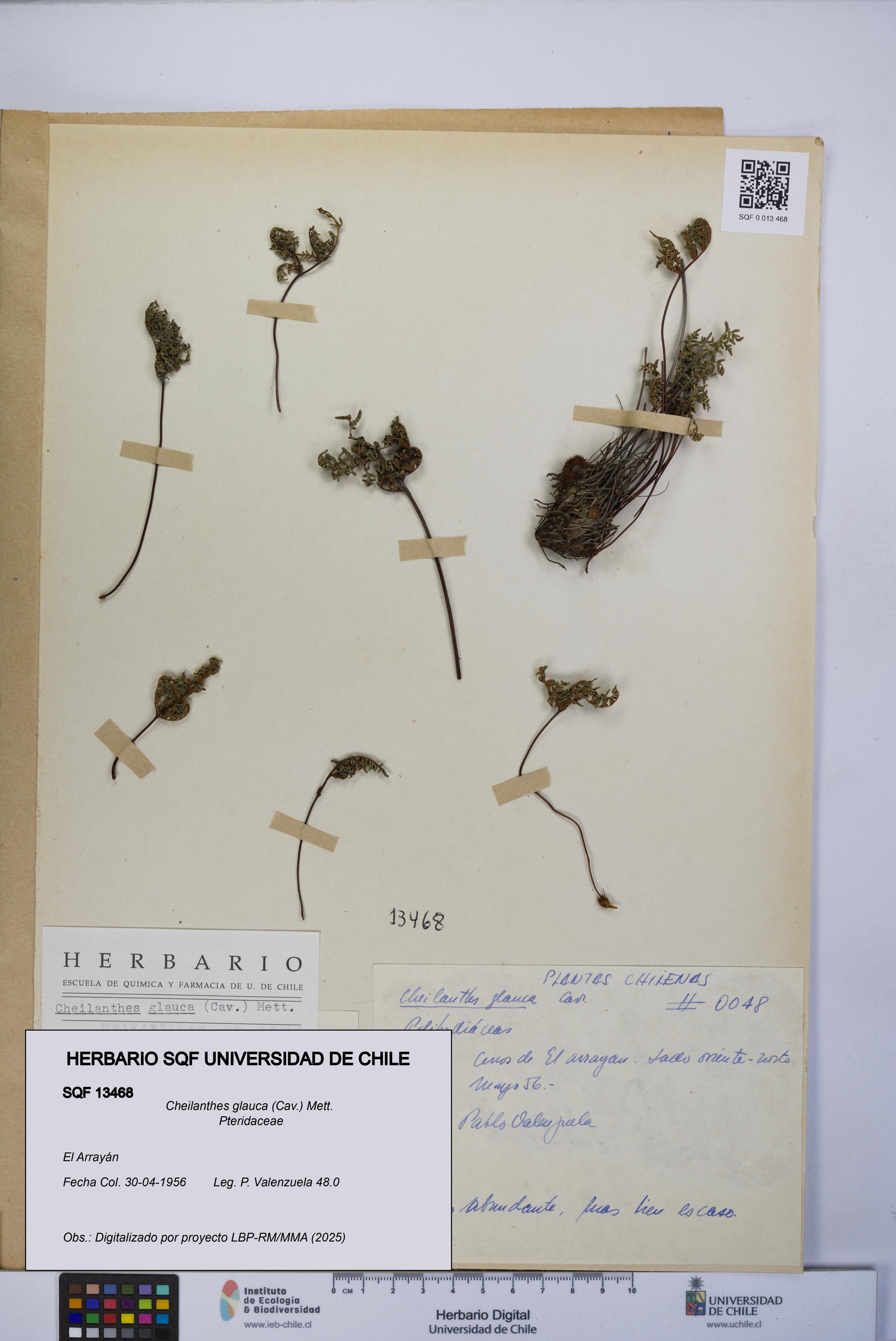 Cheilanthes glauca [Espécimen: UCH:SQF:0013468]