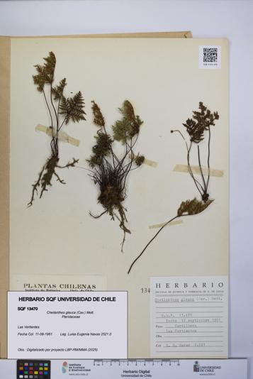 Cheilanthes glauca [Espécimen: UCH:SQF:0013470]