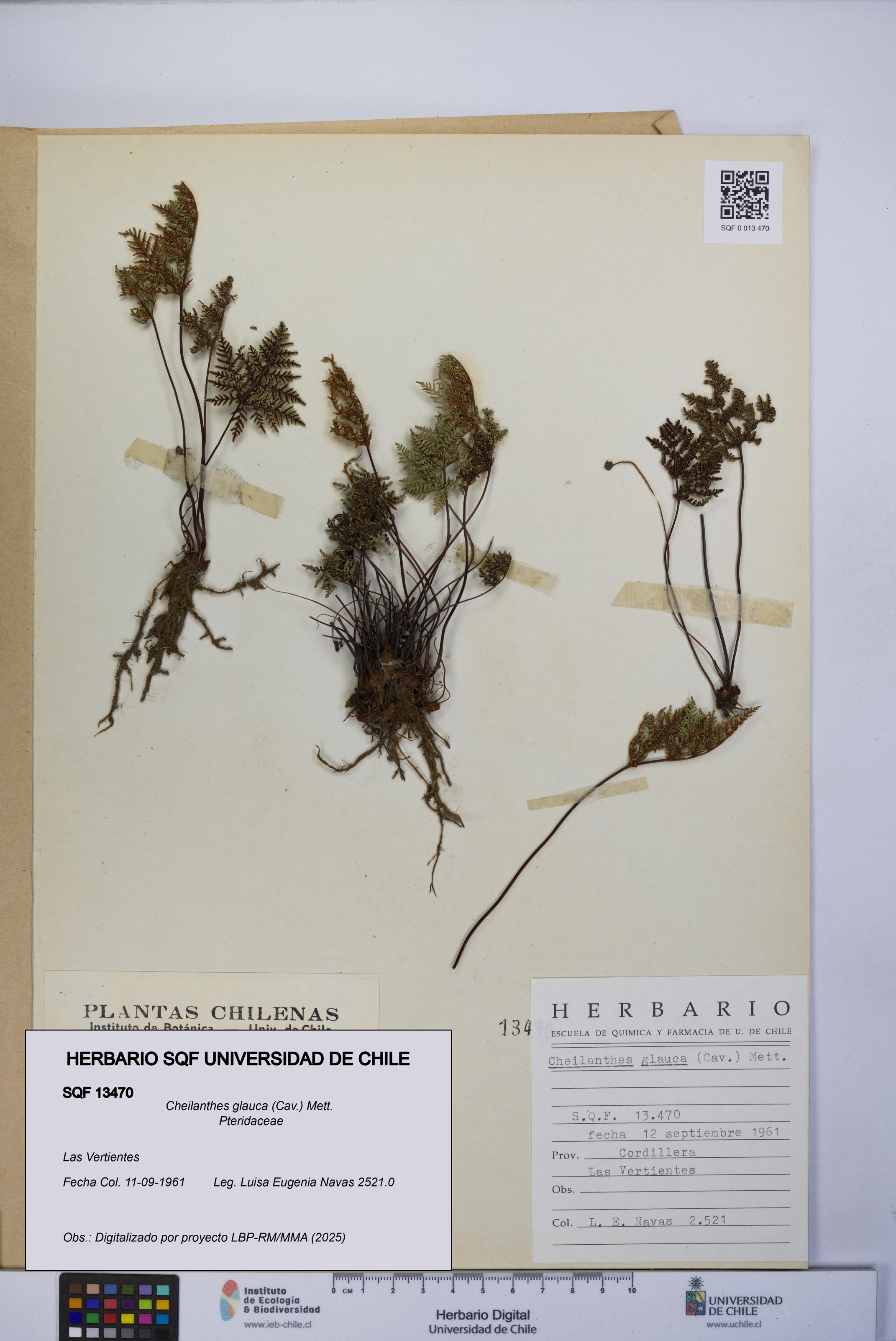 Cheilanthes glauca [Espécimen: UCH:SQF:0013470]