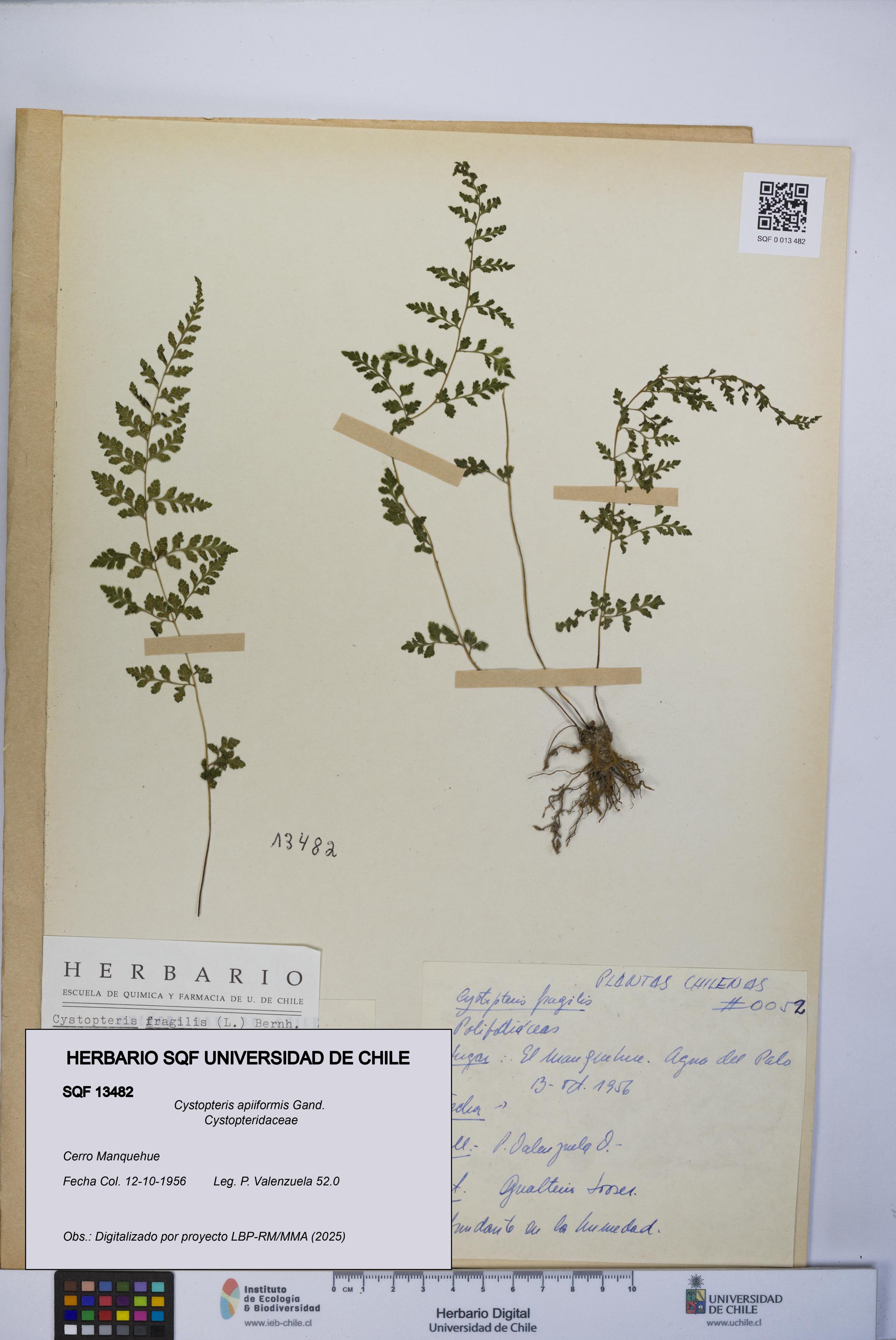 Cystopteris apiiformis [Espécimen: UCH:SQF:0013482]