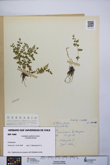Cystopteris apiiformis [Espécimen: UCH:SQF:0013483]