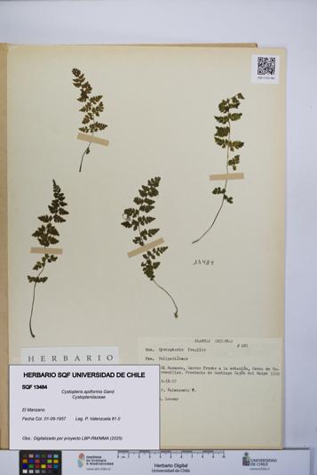 Cystopteris apiiformis [Espécimen: UCH:SQF:0013484]