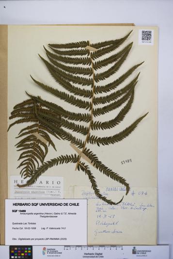 Amauropelta argentina [Espécimen: UCH:SQF:0013489]