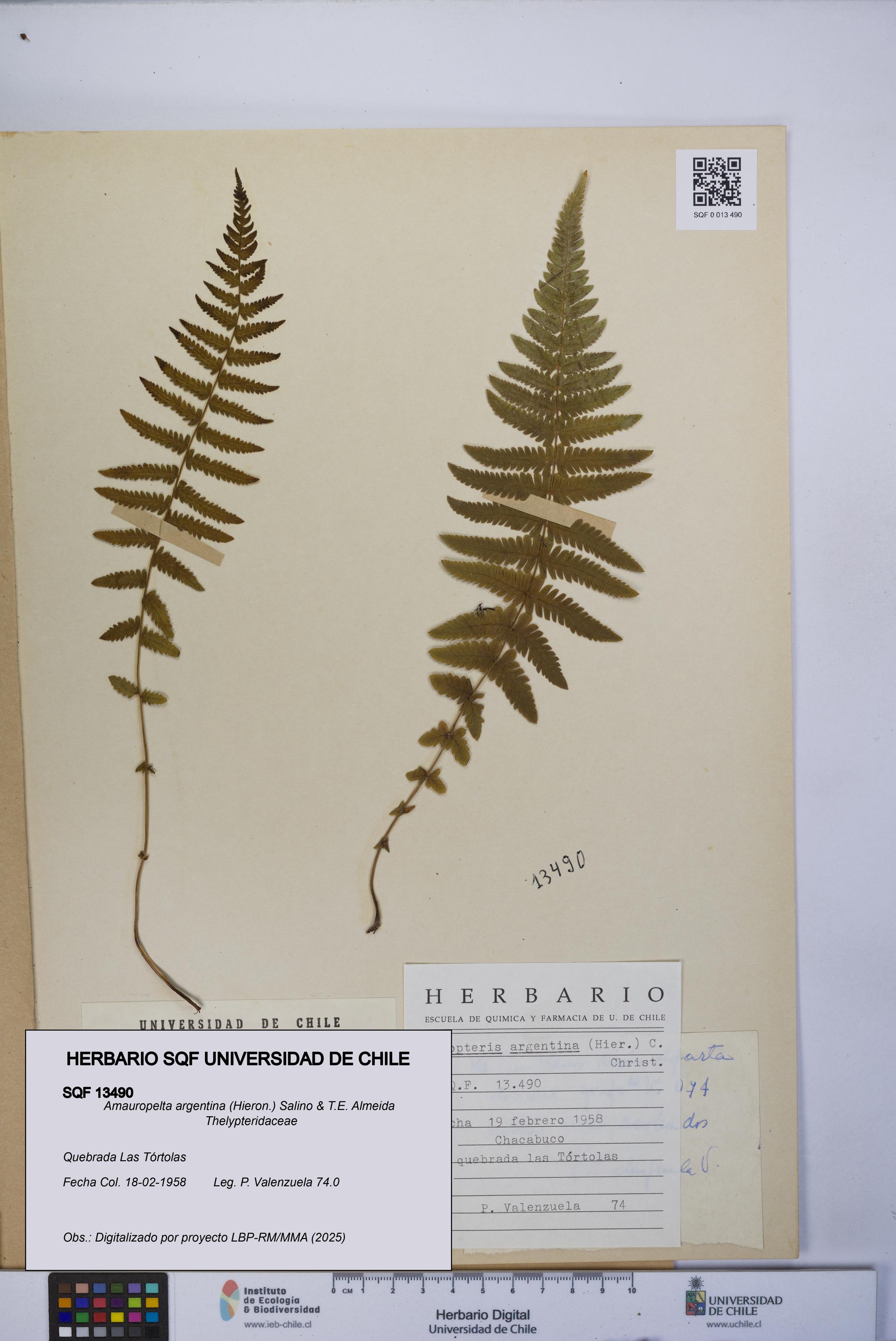 Amauropelta argentina [Espécimen: UCH:SQF:0013490]