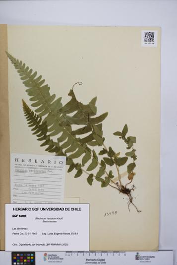 Blechnum hastatum [Espécimen: UCH:SQF:0013498]