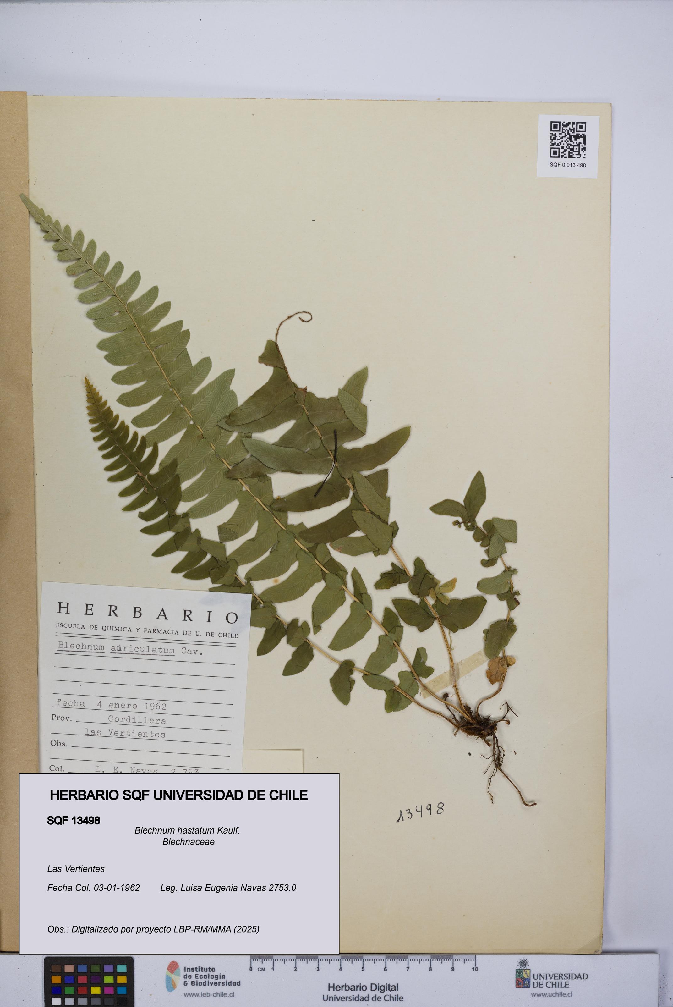Blechnum hastatum [Espécimen: UCH:SQF:0013498]