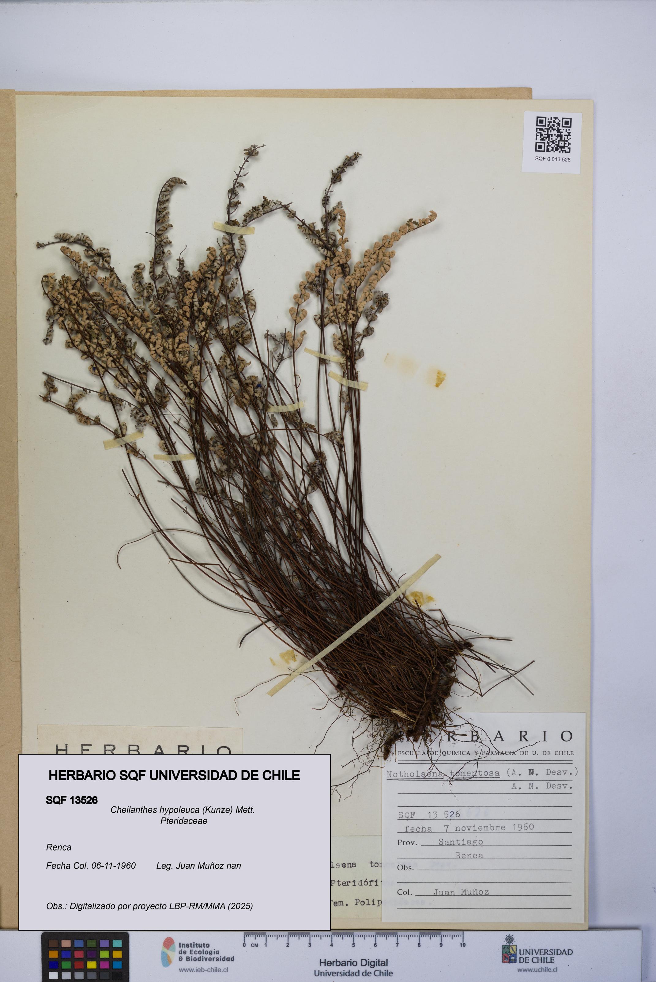 Cheilanthes hypoleuca [Espécimen: UCH:SQF:0013526]