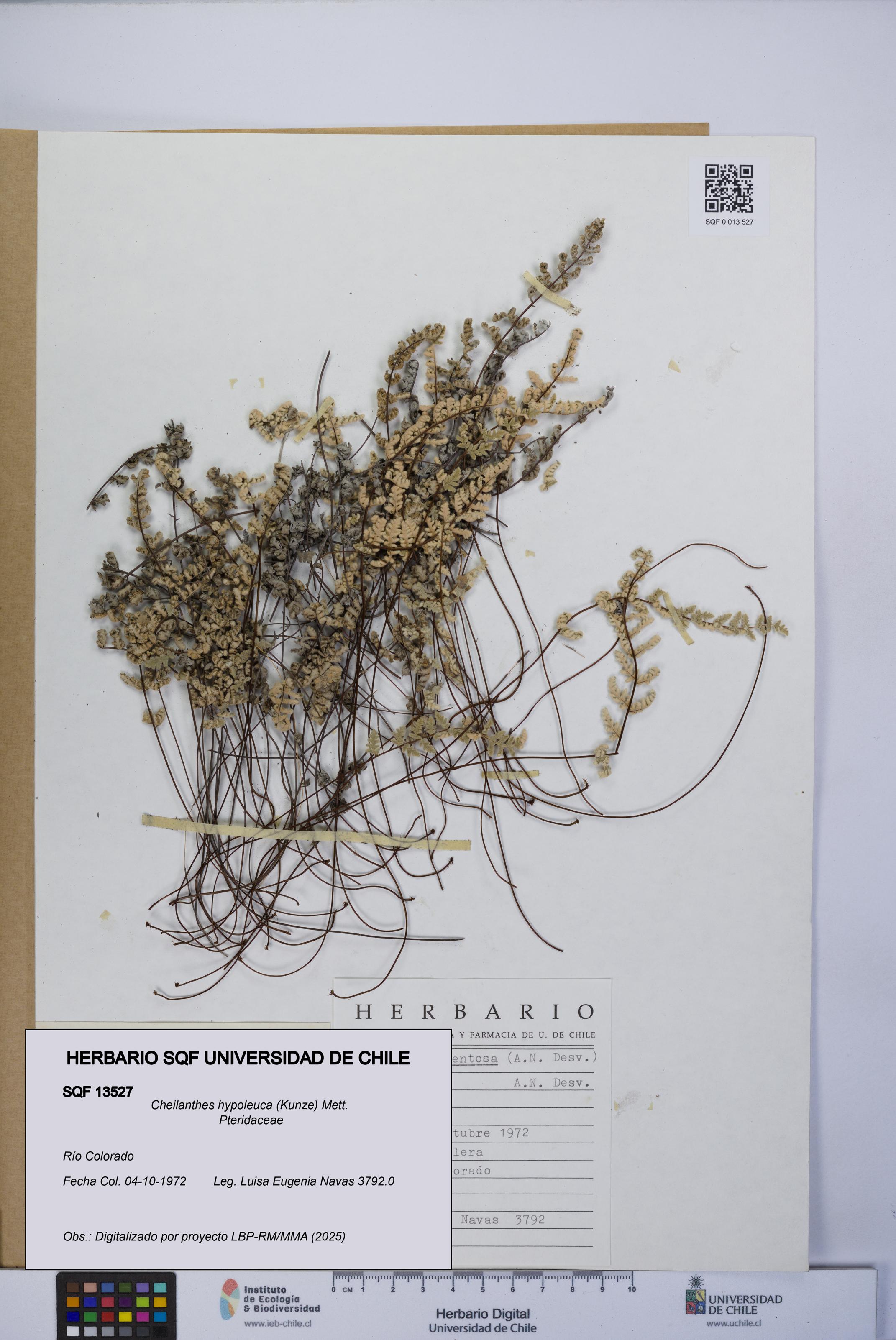 Cheilanthes hypoleuca [Espécimen: UCH:SQF:0013527]