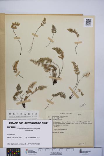 Cheilanthes hypoleuca [Espécimen: UCH:SQF:0013528]