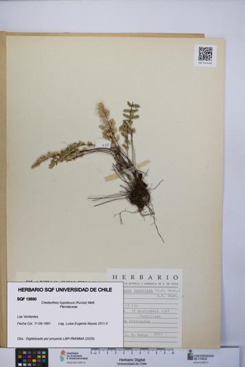 Cheilanthes hypoleuca [Espécimen: UCH:SQF:0013530]