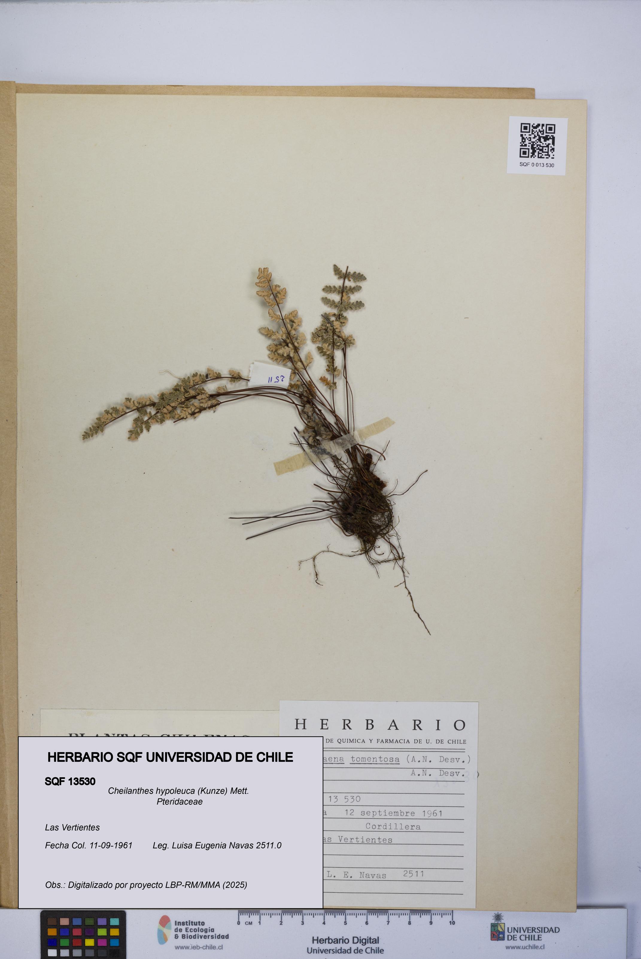 Cheilanthes hypoleuca [Espécimen: UCH:SQF:0013530]