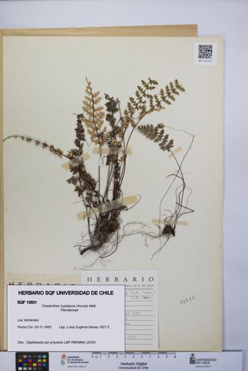 Cheilanthes hypoleuca [Espécimen: UCH:SQF:0013531]
