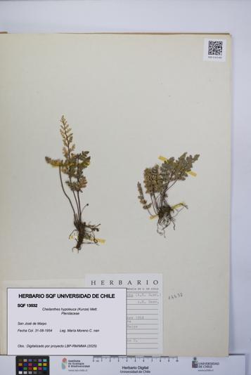 Cheilanthes hypoleuca [Espécimen: UCH:SQF:0013532]
