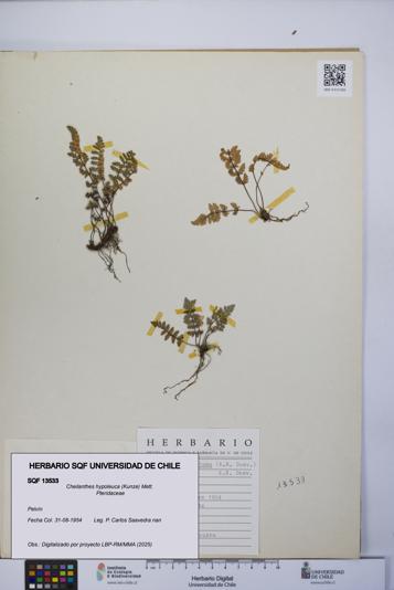 Cheilanthes hypoleuca [Espécimen: UCH:SQF:0013533]
