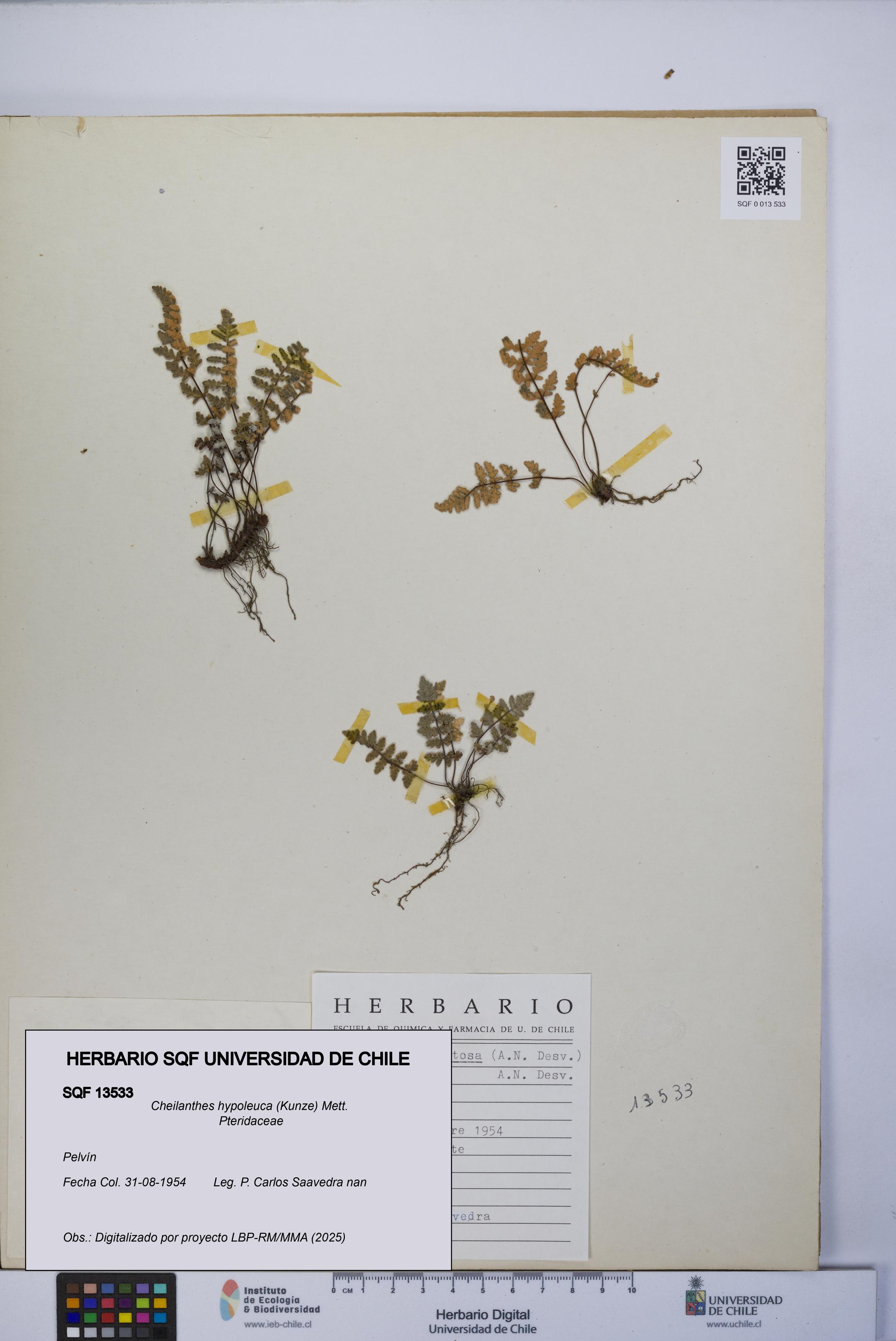 Cheilanthes hypoleuca [Espécimen: UCH:SQF:0013533]