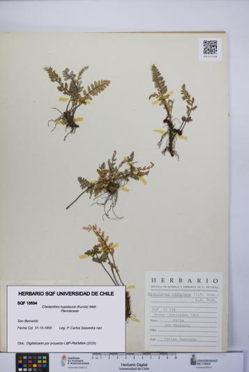 Cheilanthes hypoleuca [Espécimen: UCH:SQF:0013534]