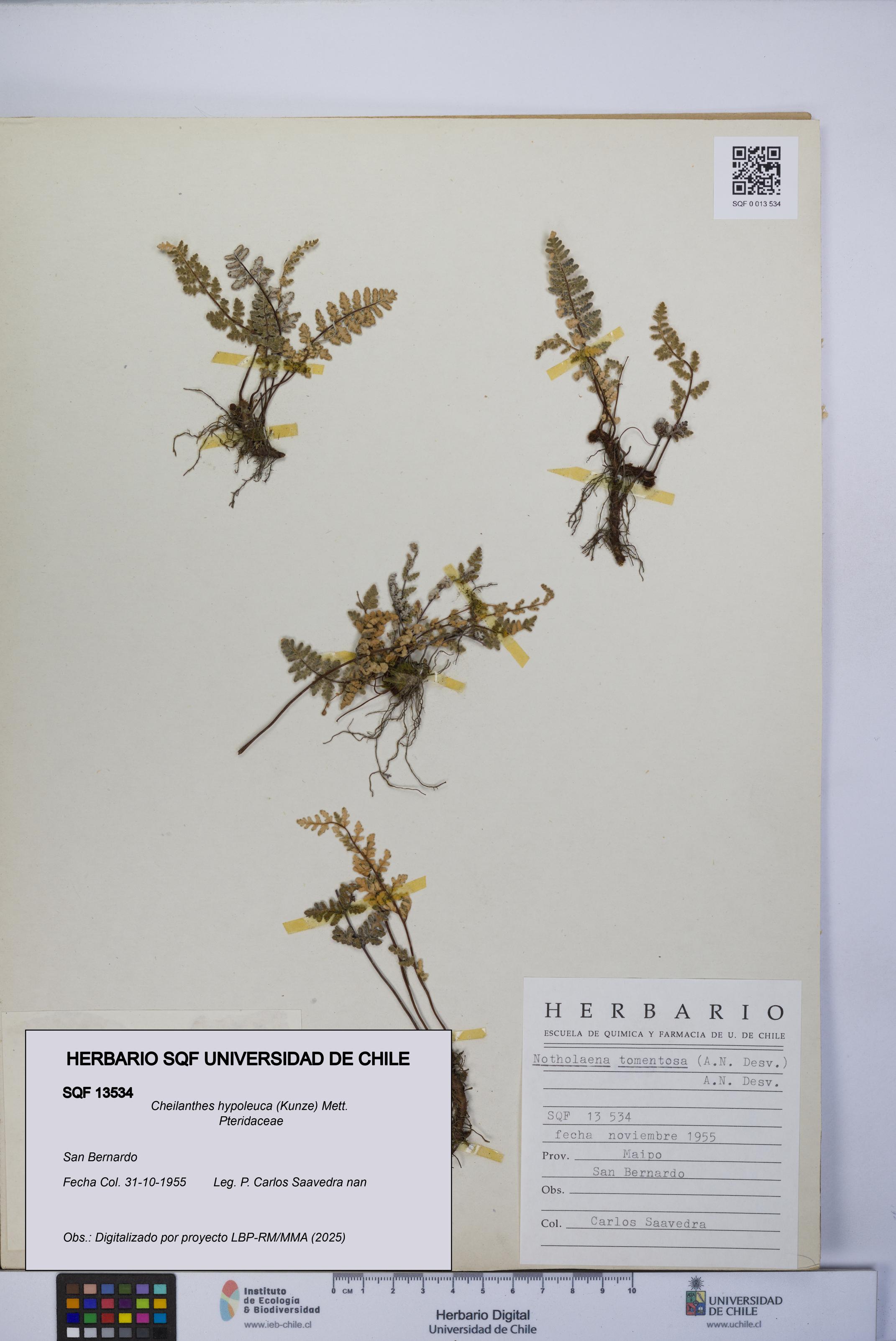 Cheilanthes hypoleuca [Espécimen: UCH:SQF:0013534]