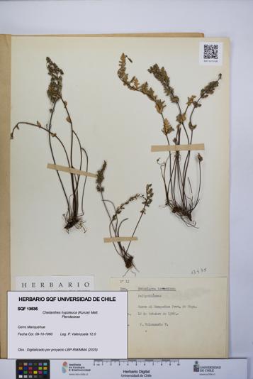 Cheilanthes hypoleuca [Espécimen: UCH:SQF:0013535]